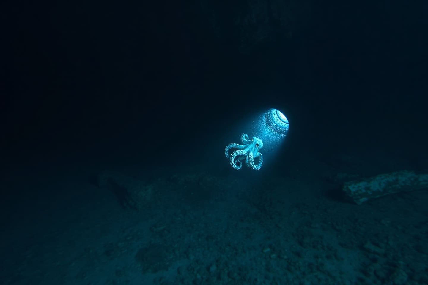 Night dive